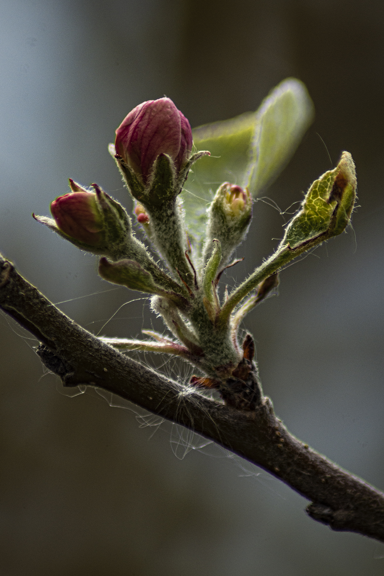 budding-words-and-pictures